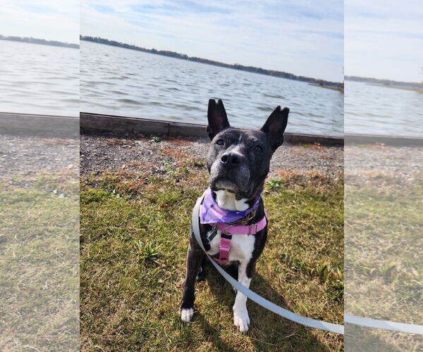 Medium Photo #12 American Pit Bull Terrier-Unknown Mix Puppy For Sale in Clarkston, MI, USA