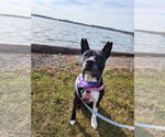Small #11 American Pit Bull Terrier Mix