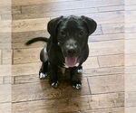 Small Labrador Retriever Mix