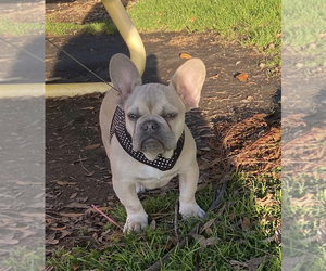 French Bulldog Puppy for sale in SOUTH GATE, CA, USA