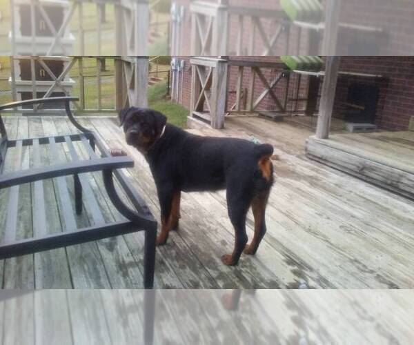 Full screen Photo #7 Rottweiler Puppy For Sale in CONWAY, AR, USA