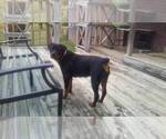Small Photo #7 Rottweiler Puppy For Sale in CONWAY, AR, USA