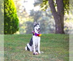 Small #5 Siberian Husky Mix