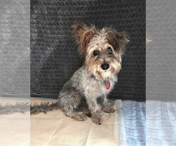 Medium Photo #1 Mutt Puppy For Sale in Bellevue, WA, USA
