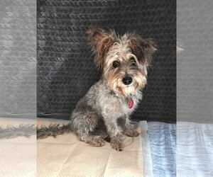 Mutt Dogs for adoption in Bellevue, WA, USA