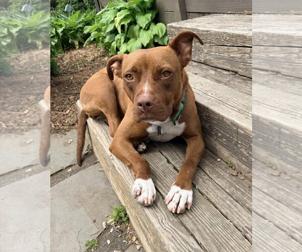 Medium Photo #3 Mutt Puppy For Sale in Rockaway, NJ, USA