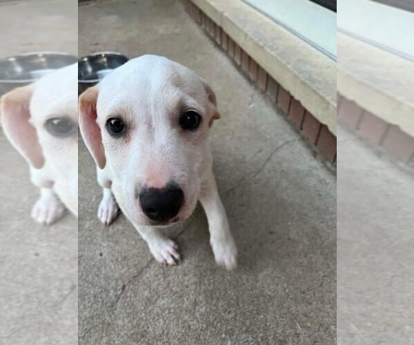 Medium Photo #1 Labbe Puppy For Sale in Aurora, IN, USA