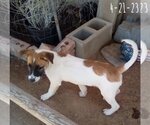 Small #14 Mutt