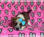 Small Photo #3 Cowboy Corgi Puppy For Sale in LAKELAND, FL, USA