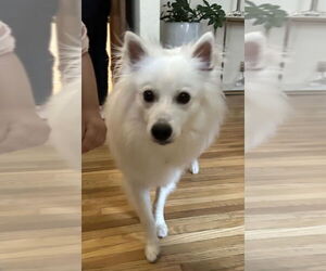 Medium American Eskimo Dog