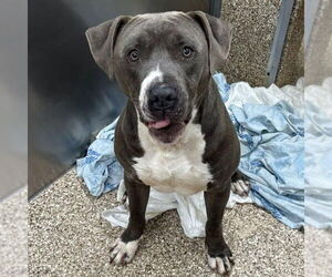 American Pit Bull Terrier-Unknown Mix Dogs for adoption in Martinsburg, WV, USA