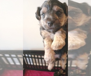 Poodle (Toy)-YorkiePoo Mix Puppy for sale in SHELBY, NC, USA