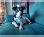 Small #2 Feist Terrier-Jack Russell Terrier Mix