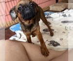 Small #6 Brussels Griffon