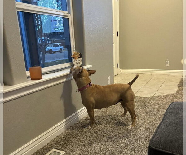 Medium Photo #2 Mutt Puppy For Sale in Chandler, AZ, USA