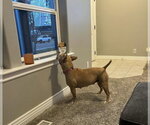 Small #1 Mutt