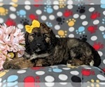 Small Photo #5 Aussiedoodle Puppy For Sale in OXFORD, PA, USA