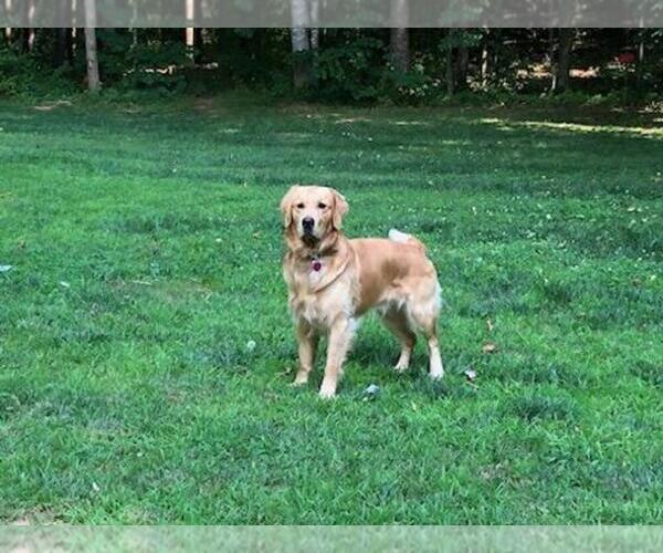 Medium Photo #1 Golden Retriever Puppy For Sale in MARSHALL, VA, USA