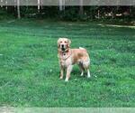 Small Photo #1 Golden Retriever Puppy For Sale in MARSHALL, VA, USA