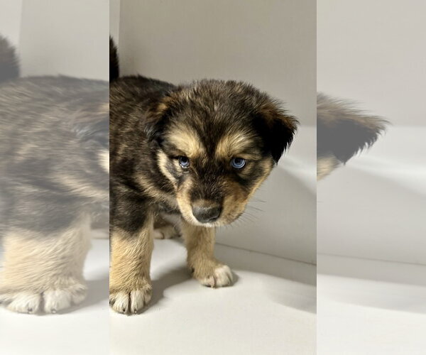 Medium Photo #3 Labrador Retriever-Unknown Mix Puppy For Sale in San Diego, CA, USA