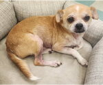 Small #6 Chihuahua Mix