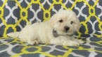 Small Photo #4 Maltese Puppy For Sale in EDEN, PA, USA