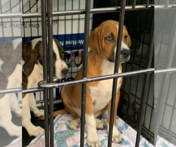 Medium Photo #7 Mutt Puppy For Sale in Sanford, FL, USA