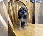 Small #2 Cocker Spaniel