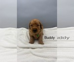 Small #2 Golden Retriever