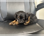 Puppy Rocky Cavapoo