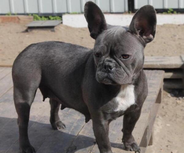 Medium Photo #1 French Bulldog Puppy For Sale in SIMI VALLEY, CA, USA