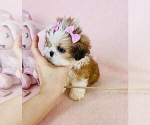 Shih Tzu Puppy for sale in WINTER PARK, FL, USA