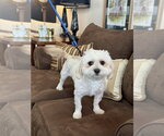 Small #1 Shih Tzu Mix