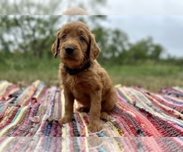 Medium Photo #7 Goldendoodle Puppy For Sale in ABILENE, TX, USA