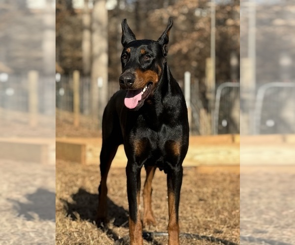 Medium Photo #8 Doberman Pinscher Puppy For Sale in NEWTON, NC, USA