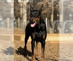 Small #7 Doberman Pinscher