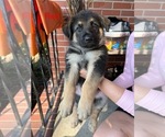 Small Photo #4 German Shepherd Dog Puppy For Sale in VIRGINIA BEACH, VA, USA