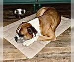 Small Photo #2 Boxer Puppy For Sale in Austin, TX, USA