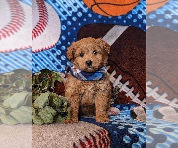 Medium Photo #2 Pookimo Puppy For Sale in QUARRYVILLE, PA, USA
