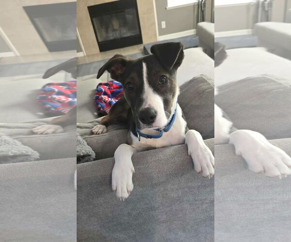 Medium Photo #1 Jack Russell Terrier Puppy For Sale in GILBERTS, IL, USA