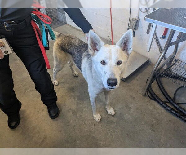 Medium Photo #1 Gerberian Shepsky Puppy For Sale in Corona, CA, USA