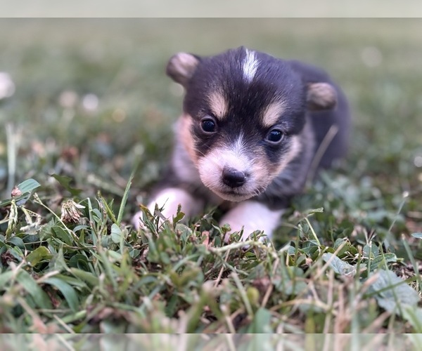 Medium Photo #4 Pembroke Welsh Corgi Puppy For Sale in CRAWFORDSVILLE, IN, USA