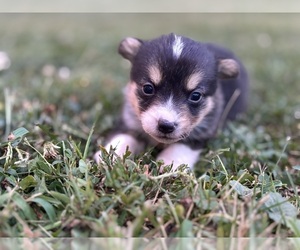 Medium Pembroke Welsh Corgi