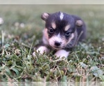 Puppy Boy 3 Pembroke Welsh Corgi