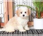 Small Photo #1 Cav-A-Malt Puppy For Sale in NAPLES, FL, USA
