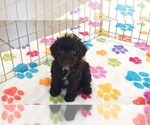 Dexter - Male Cockapoo (Toy)-Poodle (Toy) Mix Puppy for Sale - Photo #9