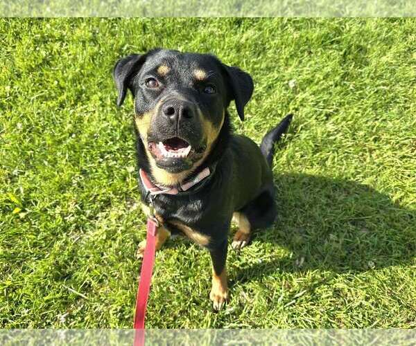 Medium Photo #3 Rottweiler-Unknown Mix Puppy For Sale in Millersville, MD, USA