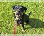 Small #2 Rottweiler Mix