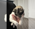 Small Photo #89 English Bulldog Puppy For Sale in WEEKI WACHEE, FL, USA