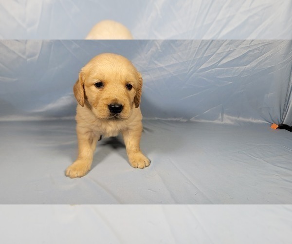 Medium Photo #6 Golden Retriever Puppy For Sale in BLACK FOREST, CO, USA